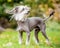 Chinese Crested Dog standing in the countryside looking across the side with hair blowing in the wind and tail up