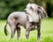 Chinese Crested Dog standing in the countryside looking up with hair blowing in the wind and tail down