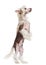 Chinese Crested dog standing on hind legs