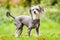 Chinese Crested Dog standing a meadow looking to the camera