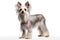 Chinese Crested Dog Stands On A White Background