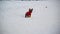 Chinese Crested dog on a walk on snow