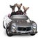 Chinese Crested dogs driving convertible