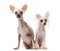 Chinese Crested Dogs sitting