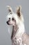 Chinese Crested Hairless Dog Portrait