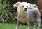 Chinese Crested Hairless Female Dog - Gimly