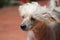 Chinese Crested Hairless Female Dog - Gimly