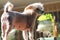 Chinese Crested Hairless Female Dog - Gimly