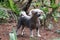 Chinese Crested Hairless Female Dog - Gimly