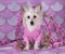 Chinese Crested on pink and white background