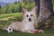 Chinese Crested playing with a ball on the edge of the forest