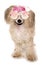 Chinese crested powder puff wearing bride to be glasses