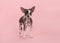 Chinese crested puppy dog standing on a pink background