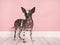 Chinese crested puppy dog standing seen from the side and facing the camera on a pink living room setting