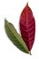 Chinese Croton leaves plant on a white background.