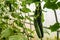 Chinese cucumber vegetables on a branch in greenhouse