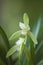 Chinese cymbidium