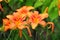 Chinese daylily (Hemerocallis fulva) flower.