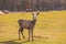 Chinese deer - David\'s Deer