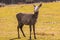 Chinese deer - David\'s Deer