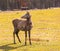 Chinese deer - David\'s Deer