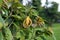 Chinese desmos, a climbing shrub with ragrance flower