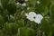 Chinese dogwood,Comus Kousa with inflorescence