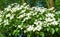 Chinese Dogwood, Cornus kousa, with inflorescences