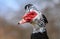 Chinese duck male portrait