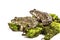 Chinese edible frog, East asian bullfrog, Taiwanese frog (Hoplobatrachus rugulosus)