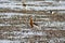 Chinese egrets search for prey on wetlands