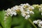 Chinese elder ( Sambucus javanica ) flowers. Adoxaceae perennial plants.