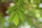 Chinese elm lacebark elm leaf up close
