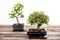 Chinese elm and sagaretie bonsai in blue bowl on wooden board