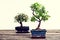 Chinese elm and sagaretie bonsai in blue bowl on wooden board