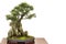 Chinese elm Ulmus parvifolia as bonsai tree