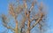 Chinese Elm Ulmus parvifolia in Laguna Woods, California.