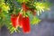 Chinese enkianthus,lanterns flowers