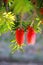 Chinese enkianthus,lanterns flowers