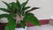 Chinese Evergreen beauty leave