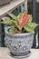 Chinese evergreens or Aglaonema plants on pot.Blurred and close up leaves background.