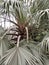 CHINESE FAN PALM /LIVESTONA CHINENSES