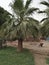 CHINESE FAN PALM /LIVESTONA CHINENSES