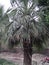 CHINESE FAN PALM /LIVESTONA CHINENSES