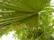 CHINESE FAN PALM /LIVESTONA CHINENSES