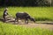 Chinese farmer and his buffalo working in a rice field