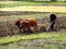 Chinese farmer plowing a field with a wooden plow and harness of buffaloes