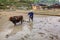 Chinese farmer tills soil, using red cow, Zhaoxing, Guizhou, Chi