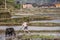 Chinese farmer works the soil in field using power cow.