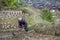 Chinese farmer works the soil in rice paddy using mattock.